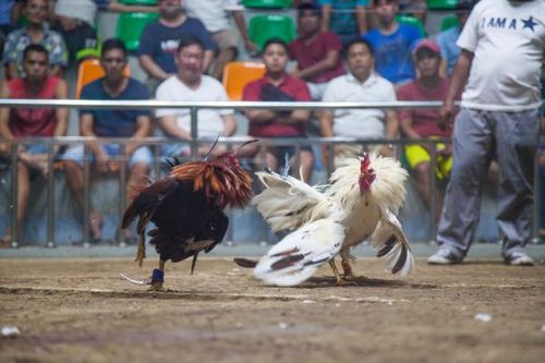 Philippines quyết dẹp trò đá gà ăn tiền trực tuyến