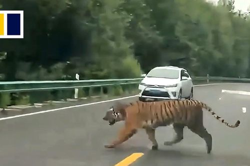 Hổ Amur hoang dã bất ngờ lao ra giữa đường ở Trung Quốc