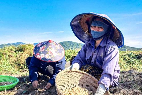 Nông sản rớt giá, người dân lao đao
