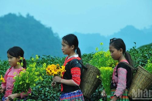 Sắc xanh bất tận trên cao nguyên Mộc Châu