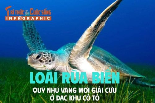 [INFOGRAPHIC] Rùa biển quý hơn vàng được giải cứu ở Cô Tô