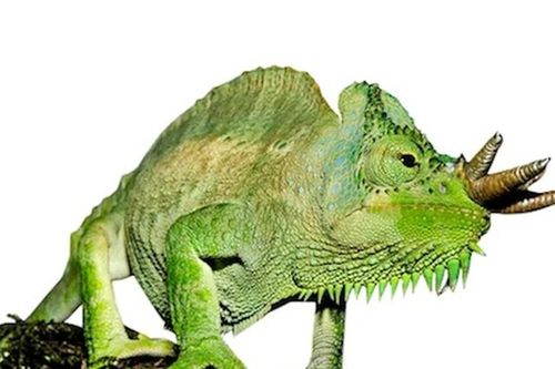 Phát hiện loài tắc kè có thể mọc vô số sừng kỳ dị