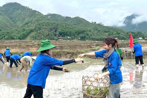Sinh viên tình nguyện xuống đồng cấy lúa giúp nhiều hộ gia đình khó khăn