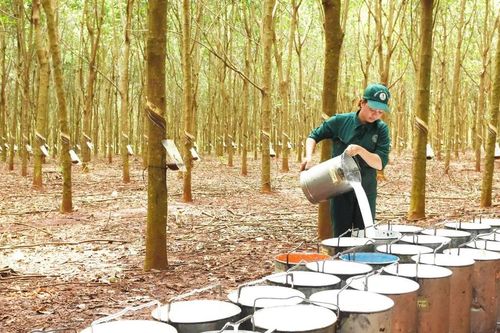 Cao su Bà Rịa chuyển mình mạnh mẽ để phát triển bền vững
