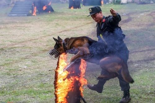 Mãn nhãn màn diễn tập của lực lượng cảnh khuyển