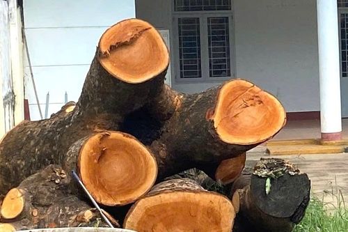 Yêu cầu báo cáo vụ 2 cây xà cừ bị cắt hạ trong trụ sở Công an phường