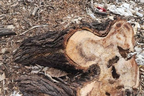 Hiện trường 2,5ha rừng phòng hộ ven biển bị chặt hạ trước khi sáp nhập xã