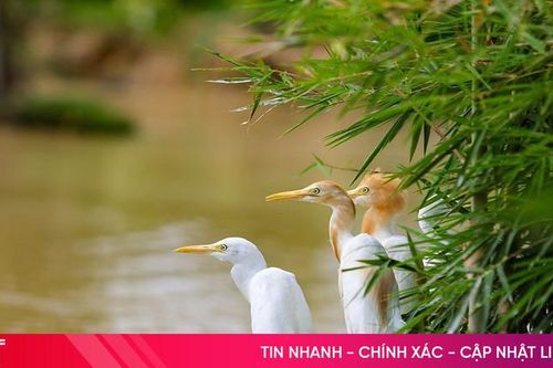 Vườn chim nhân tạo 'độc nhất' trong lòng Thành Sen