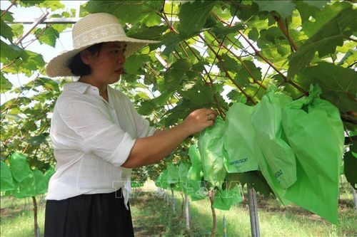 Khởi nghiệp thành công từ mô hình nông nghiệp tuần hoàn