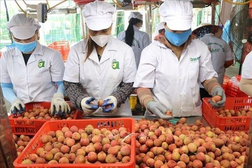 Vải thiều Thanh Hà nâng tầm nhờ khai thác đa giá trị và tiêu thụ đa kênh