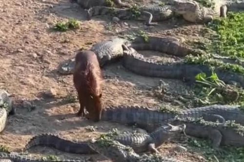 Chuột lang nước 'gây sốt' với hành động táo bạo giữa bầy cá sấu