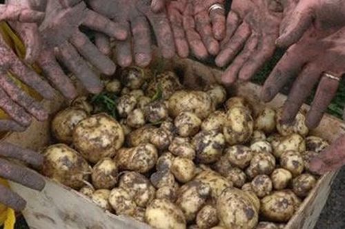 Loại củ đắt đỏ bậc nhất thế giới, giá 29 triệu đồng/kg, chỉ duy nhất một nơi có