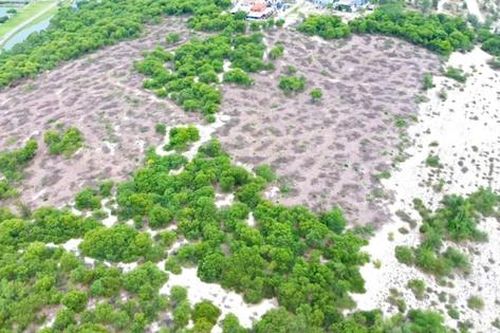 Cận cảnh hiện trường vụ 2,5ha rừng phòng hộ ven biển ở Huế bị cưa hạ