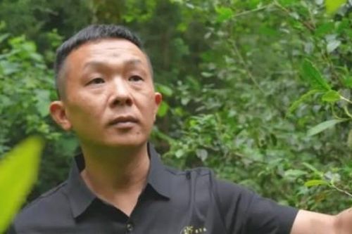 'Chúa nợ' bỏ phố về quê, biến lá cây dại thành 'vàng', thu 27 triệu/kg