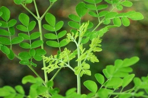 Giá trị dinh dưỡng của rau chùm ngây không phải ai cũng biết