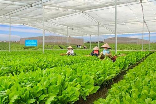 Huế triển khai các dự án thúc đẩy phát triển nông nghiệp thông minh, thích ứng biến đổi khí hậu