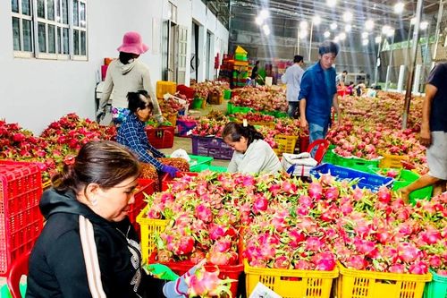 Sản xuất và chế biến thanh long theo hướng nông nghiệp xanh