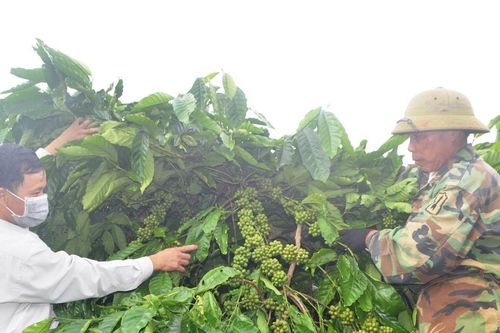 Tạo đột phá về chất lượng với giống cà phê đặc sản