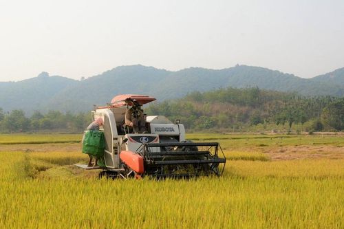 Vùng chuyên canh lúa làm thay đổi suy nghĩ 'làm lúa là nghèo'