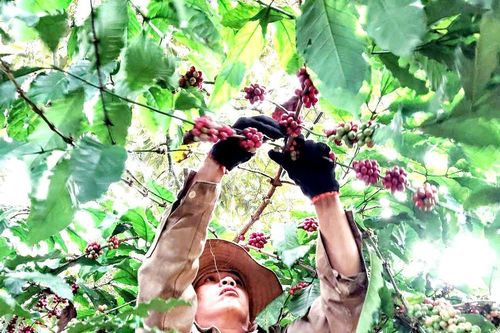 Cơ hội mở rộng chuỗi cà phê chất lượng cao
