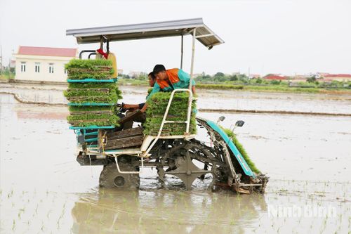 Hối hả vào vụ gieo cấy lúa mùa
