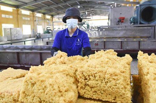 Cao su Bà Rịa: Phát triển xanh hướng đến nông nghiệp thông minh