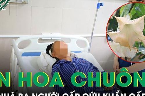 Ăn hoa chuông xào, cả nhà ba người cấp cứu khẩn cấp