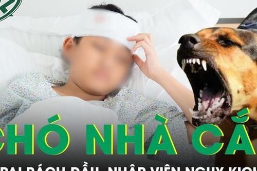 Bị chó nhà cắn rách đầu, bé trai 4 tuổi nhập viện trong tình trạng nguy kịch