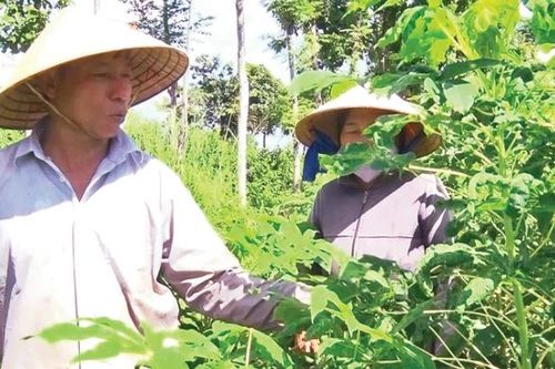 Không để bùng phát bệnh khảm lá sắn