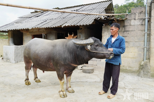 Sơn Vĩ chuyển mình từ gian khó