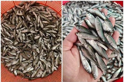 Loại cá tí hon trước 'rẻ như cho' nay đắt ngang cá hồi