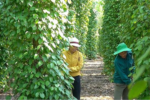 Giá tiêu hôm nay 13/7: Đang ở mức cao, nông dân nên bán ngay để được giá