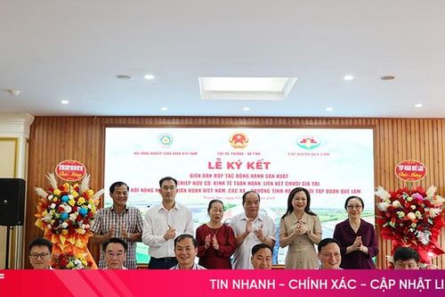 Liên kết sản xuất nông nghiệp hữu cơ theo chuỗi giá trị Quế Lâm