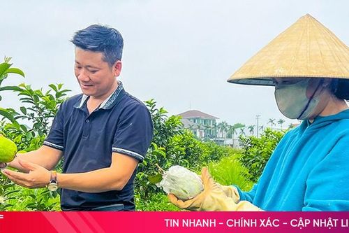 Trồng ổi lê Thái Lan theo tiêu chuẩn hữu cơ, thu nửa tỷ đồng mỗi năm