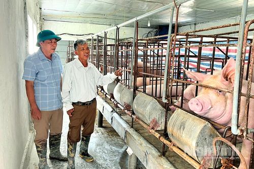 Những cựu chiến binh thi đua làm kinh tế giỏi