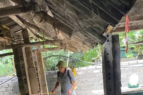 Lạc Sơn tiêu hủy gần 12 tấn lợn mắc dịch tả lợn châu Phi
