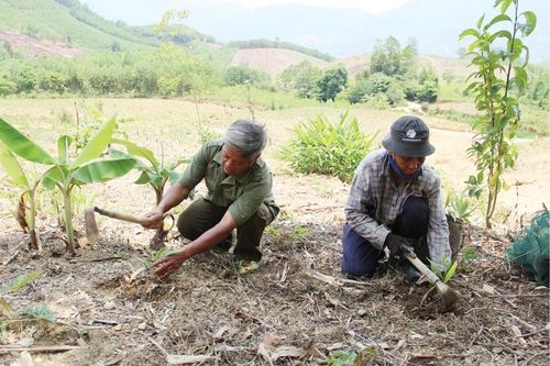 Cây đại thụ của bản