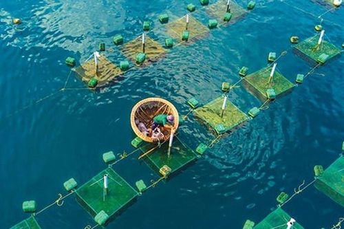 Nuôi biển kết hợp du lịch: Hướng đi mới cho kinh tế xanh
