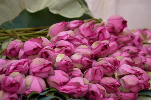 Gói hương sen - mở nếp Hà Nội