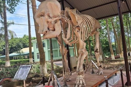 Những con voi 'đặc biệt' ở Pù Mát