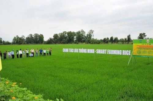 Thực trạng canxi đất lúa vùng đồng bằng sông Cửu Long từ kết quả chương trình 'Canh tác lúa thông minh'