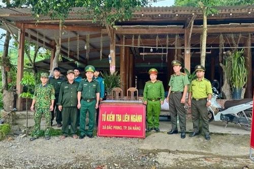 Đà Nẵng lập tổ liên ngành bảo vệ cây ươi rừng ở xã biên giới Đắc Pring