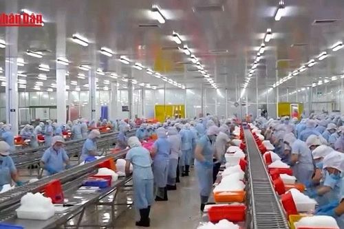 Cơ hội tái cấu trúc ngành hàng cá tra Việt Nam