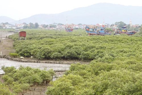'Quả ngọt' từ rừng ngập mặn
