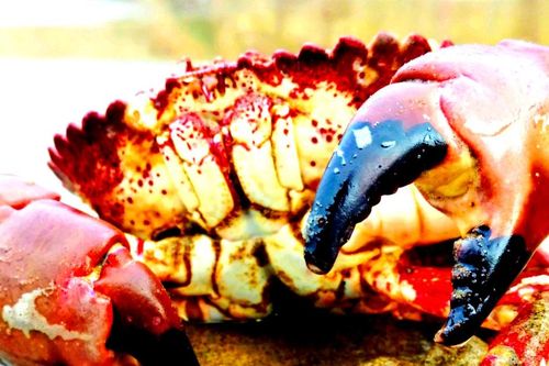 Giải mã cua khổng lồ cổ xưa khiến giới khoa học sững sờ