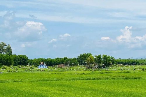 Xuất hiện đàn cò ốc quý hiếm ở Quảng Trị