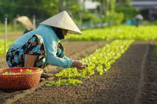 Hành trình kết nối xanh: Hội An du lịch cộng đồng bền vững