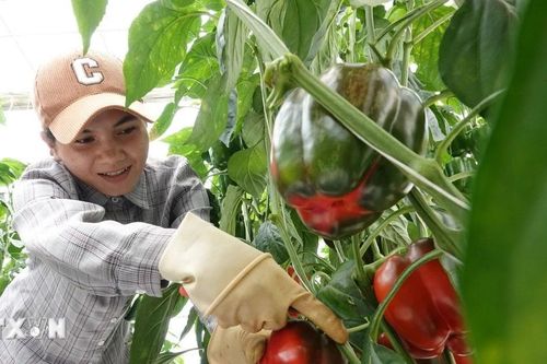Nhiều loại rau củ và hoa Đà Lạt đồng loạt tăng giá mạnh
