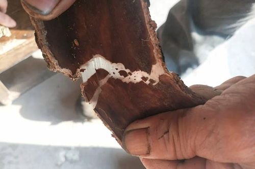 Cây nhả ra 'sợi bạc', bóc vỏ bán là hốt bộn tiền, ở Việt Nam cũng có