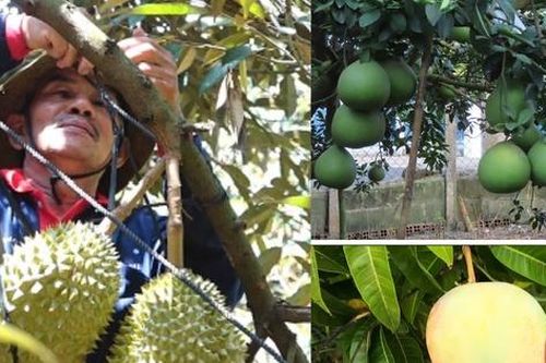 Nâng tầm nông sản Đồng Nai – Kỳ 2: Tái cấu trúc nông nghiệp để vượt 'điểm nghẽn'